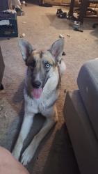 Reunited Female Dog last seen Paseo del norte and San Pedro, Albuquerque, NM 87109