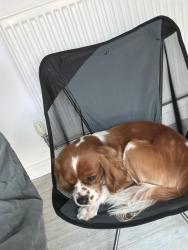 Reunited Male Dog last seen Church close, croesyceiliog, Croesyceiliog, Wales 