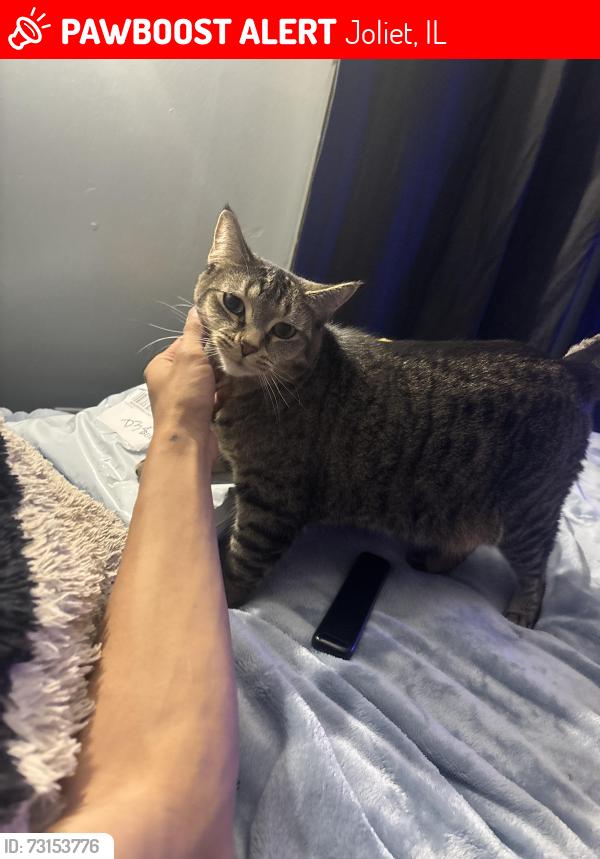 Lost Female Cat last seen Near harms rd, Joliet, IL 60435