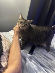 Lost Female Cat last seen Near harms rd, Joliet, IL 60435