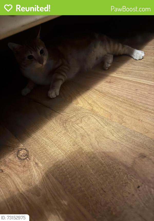 Reunited Male Cat last seen South 20th avenue, Cornelius, OR 97113