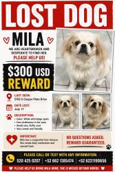 Lost Female Dog last seen Cooper plate, Tucson, AZ 85710