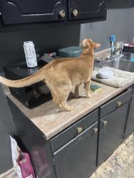 Reunited Male Cat last seen N 41 St and North Belt West Belleville IL, Belleville, IL 62226