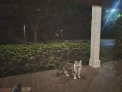 Found/Stray Unknown Cat last seen 9th & B, Springfield, OR 97477