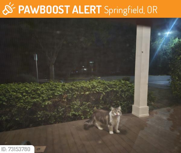 Found/Stray Unknown Cat last seen 9th & B, Springfield, OR 97477