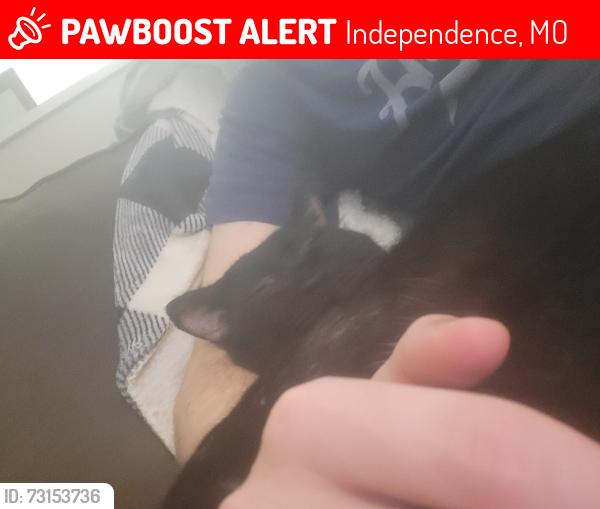Lost Male Cat last seen Near e 43rd st s Independence, MO, Independence, MO 64055