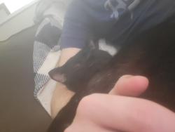 Lost Male Cat last seen Near e 43rd st s Independence, MO, Independence, MO 64055