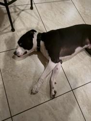 Found/Stray Male Dog last seen Speedway antique mall, Tucson, AZ 85712
