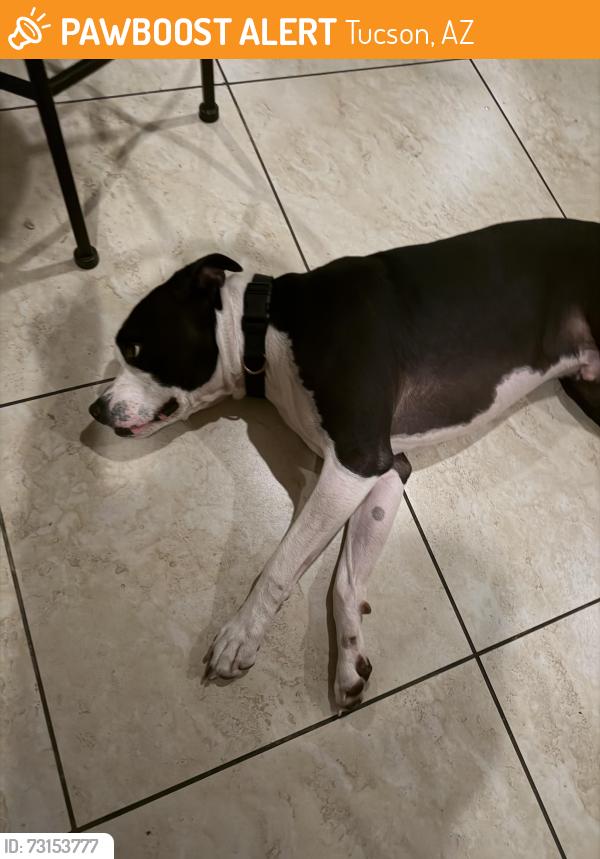 Found/Stray Male Dog last seen Speedway antique mall, Tucson, AZ 85712