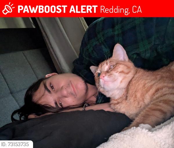 Lost Male Cat last seen Shell, Redding, CA 96003