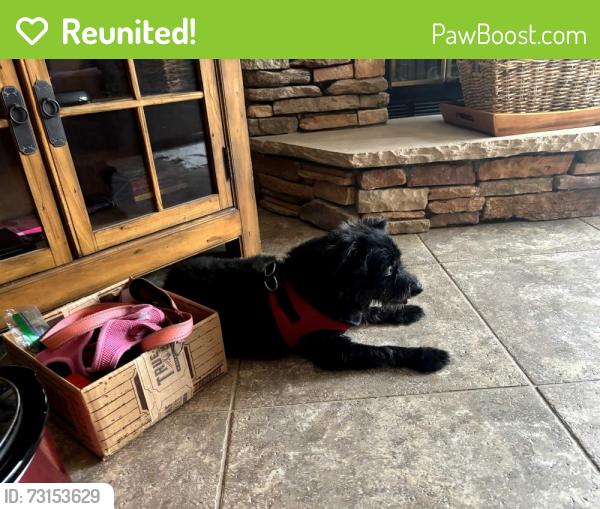 Reunited Male Dog last seen Tara and Santa Margarita Street, Spring Valley, NV 89146