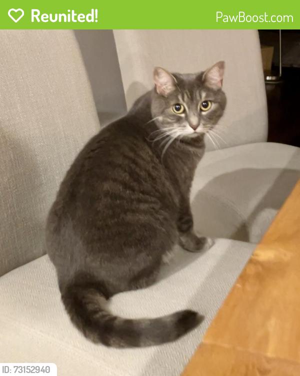 Reunited Female Cat last seen SW 115th Ave & SW Genesis Loop, Tigard, OR 97223, USA, Tigard, OR 97223
