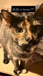 Reunited Female Cat last seen Bank street newport, Bank St, Wales NP19 7HF