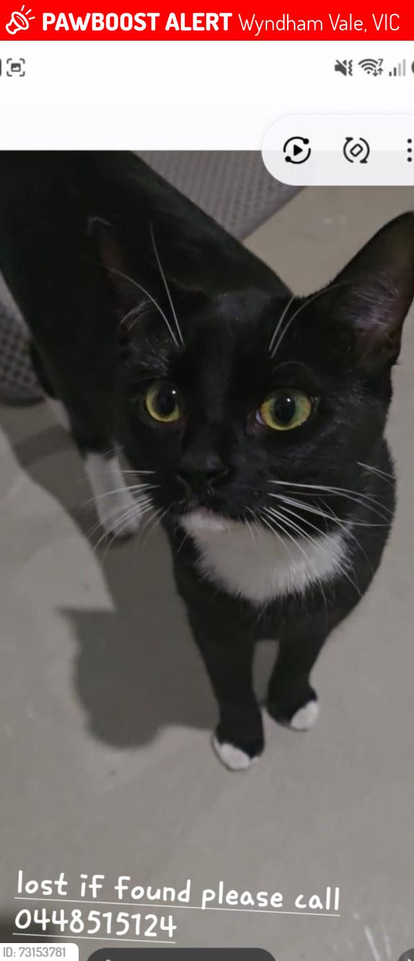 Lost Female Cat last seen near the dominoes and 7/11, Wyndham Vale, VIC 3024