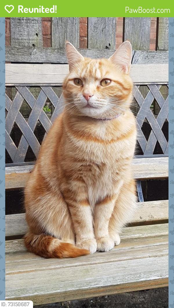 Reunited Male Cat last seen South Normanton, South Normanton, England DE55 2HY