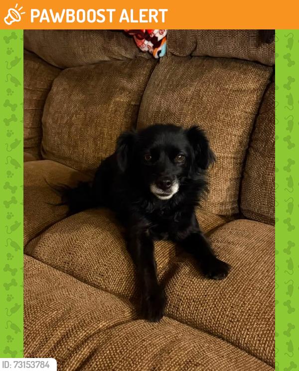Found/Stray Female Dog last seen Belpine off Terra Vista & Milliken RANCHO CUCAMONGA CA, Rancho Cucamonga, CA 91730