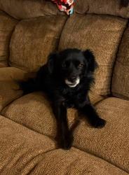 Found/Stray Female Dog last seen Belpine off Terra Vista & Milliken RANCHO CUCAMONGA CA, Rancho Cucamonga, CA 91730