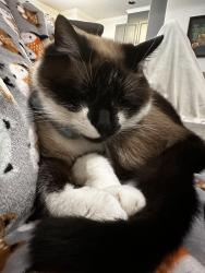 Reunited Male Cat last seen Bond park/ FAIRFAX, Cary, NC 27513