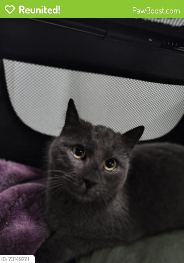 Reunited Male Cat last seen Brady's gully Rd, North Gosford, NSW 2250