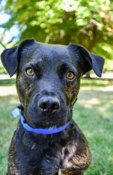 Shelter Stray Male Dog last seen Near Bock of rd st, louden park, Union Gap,, 2405 W Birchfield Rd, Yakima, WA 98901, USA