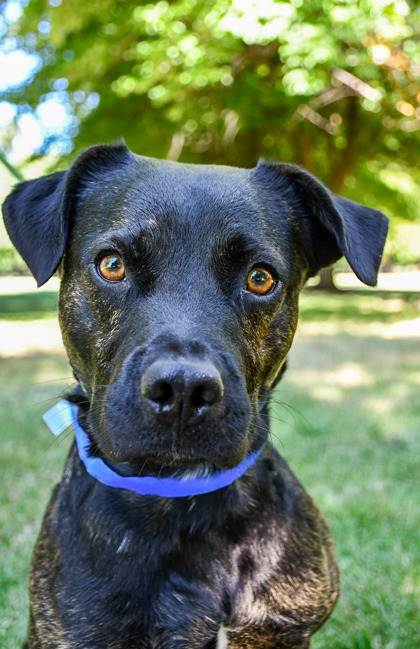 Shelter Stray Male Dog last seen Near Bock of rd st, louden park, Union Gap,, 2405 W Birchfield Rd, Yakima, WA 98901, USA