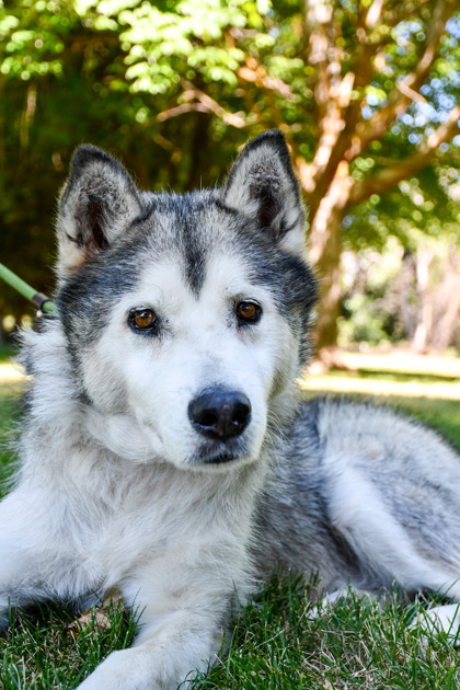 Shelter Stray Male Dog last seen Near beuadry Rd, Yakima County, WA, 2405 W Birchfield Rd, Yakima, WA 98901, USA