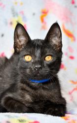 Shelter Stray Male Cat last seen Near Block of Mieras Rd, Yakima County, WA, 2405 W Birchfield Rd, Yakima, WA 98901, USA