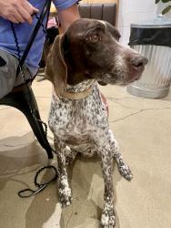 Found/Stray Female Dog last seen Ben Maddox, Visalia, CA 93292