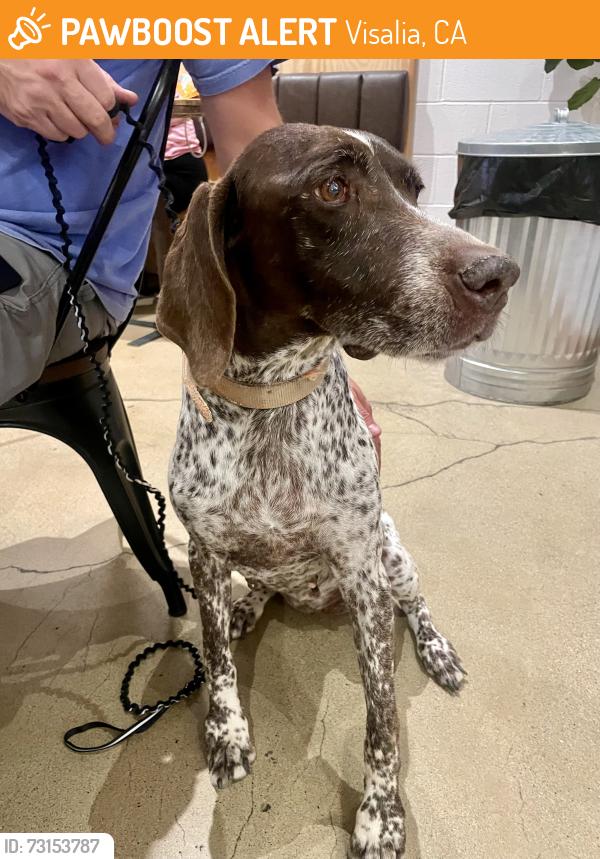 Found/Stray Female Dog last seen Ben Maddox, Visalia, CA 93292