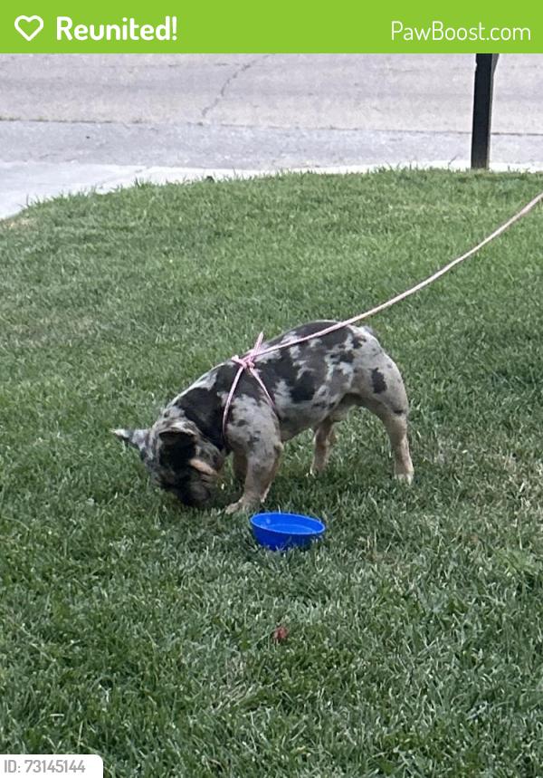Reunited Male Dog last seen Holy Savior Catholic Church, Wichita, KS 67214