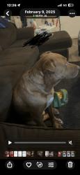 Lost Male Dog last seen Fox farm, Cheyenne, WY 82007