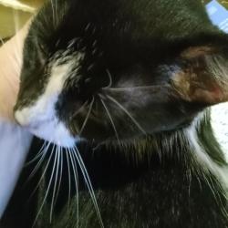 Reunited Male Cat last seen 8th Street at 11th Avenue South, St. Petersburg, FL 33701