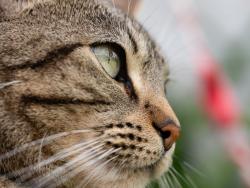 Lost Female Cat last seen Curtis Wright, Grand Prairie, TX 75051