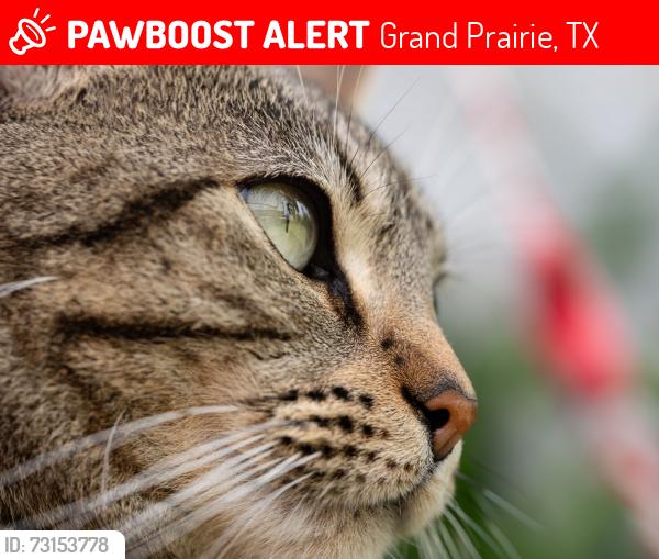 Lost Female Cat last seen Curtis Wright, Grand Prairie, TX 75051