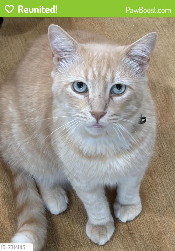 Reunited Male Cat last seen 3rd and Montana, Santa Monica, CA 90403