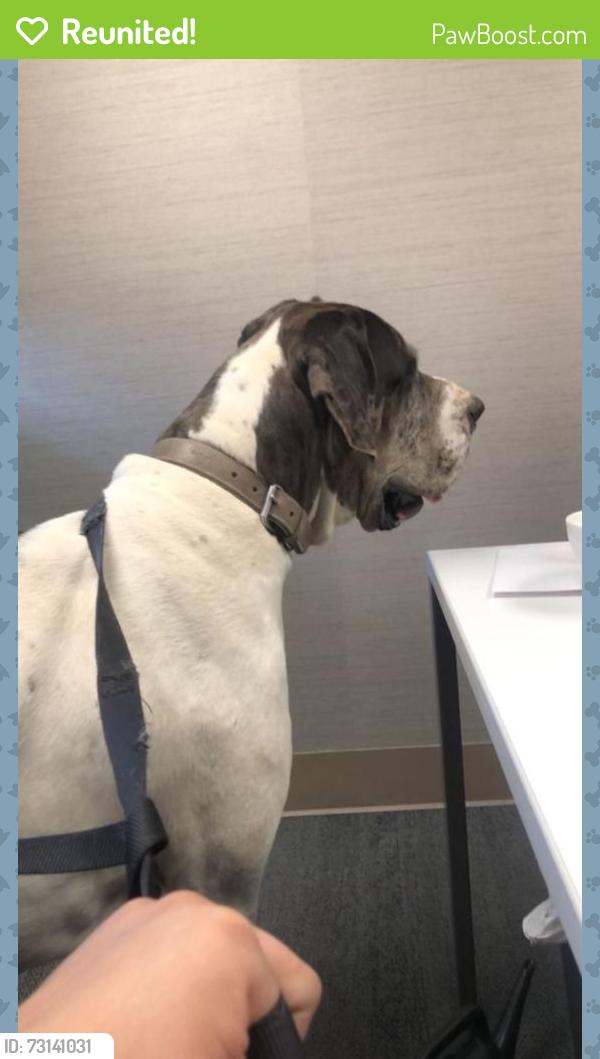 Reunited Male Dog last seen Midvale, Irvington, Tucson, AZ 85746