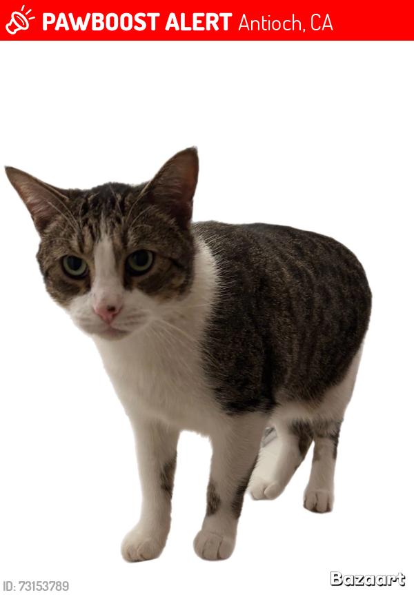 Lost Male Cat last seen Gst / Gallagher circle, Antioch, CA 94509