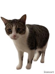 Lost Male Cat last seen Gst / Gallagher circle, Antioch, CA 94509