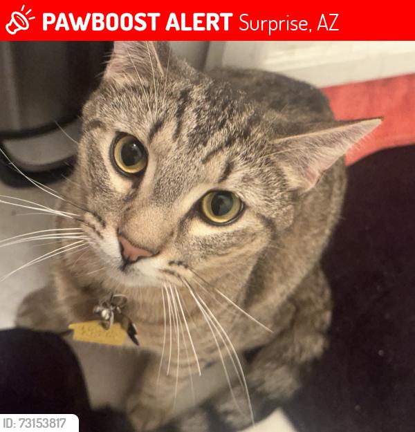 Lost Male Cat last seen Litchfield rd, Surprise, AZ 85379