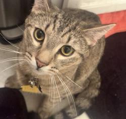Lost Male Cat last seen Litchfield rd, Surprise, AZ 85379