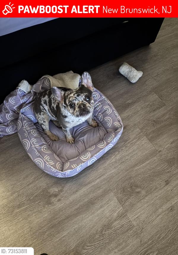 Lost Female Dog last seen George Street and Morris Street, New Brunswick, NJ 08901