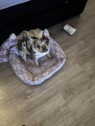 Lost Female Dog last seen George Street and Morris Street, New Brunswick, NJ 08901