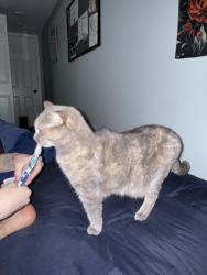 Lost Female Cat last seen Prose Gainesville apmts, Gainesville, GA 30501