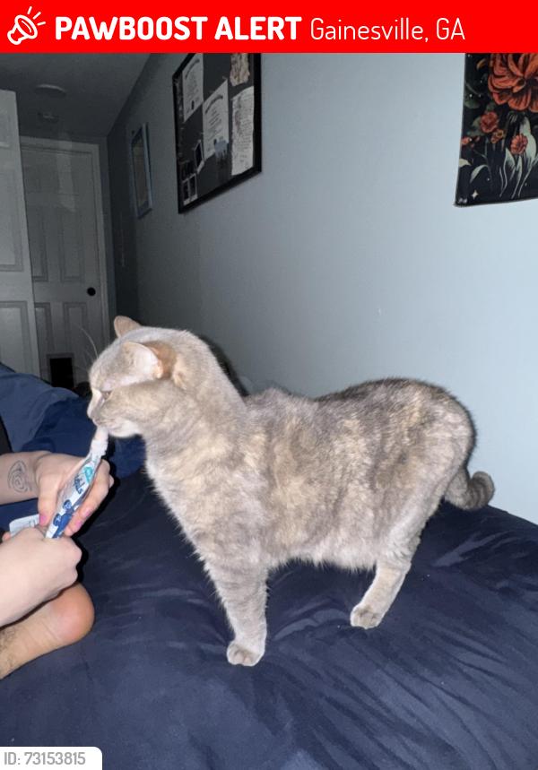 Lost Female Cat last seen Prose Gainesville apmts, Gainesville, GA 30501