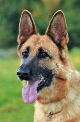 Reunited Female Dog last seen Near south 300 east SLC 84111, Salt Lake City, UT 84111