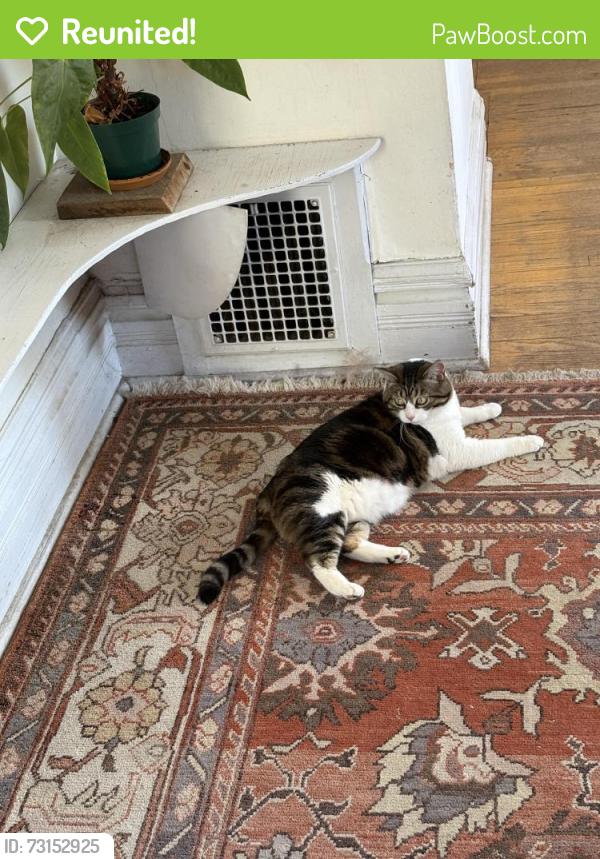 Reunited Female Cat last seen 16th and Oneida St, Denver, CO 80220