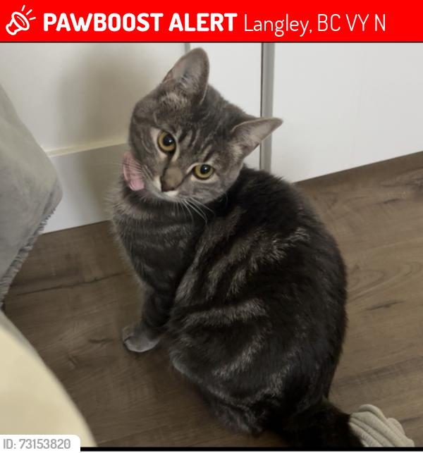 Lost Female Cat last seen Near & 64, Langley, BC V2Y 2N8