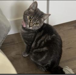 Lost Female Cat last seen Near & 64, Langley, BC V2Y 2N8