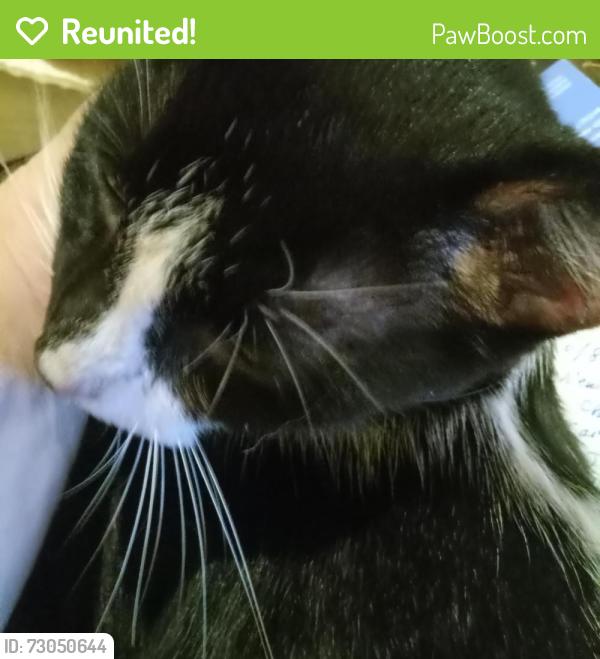 Reunited Male Cat last seen 8th Street at 11th Avenue South, St. Petersburg, FL 33701