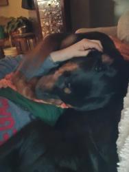 Reunited Male Dog last seen Gilmore ave, St. Louis, MO 63120